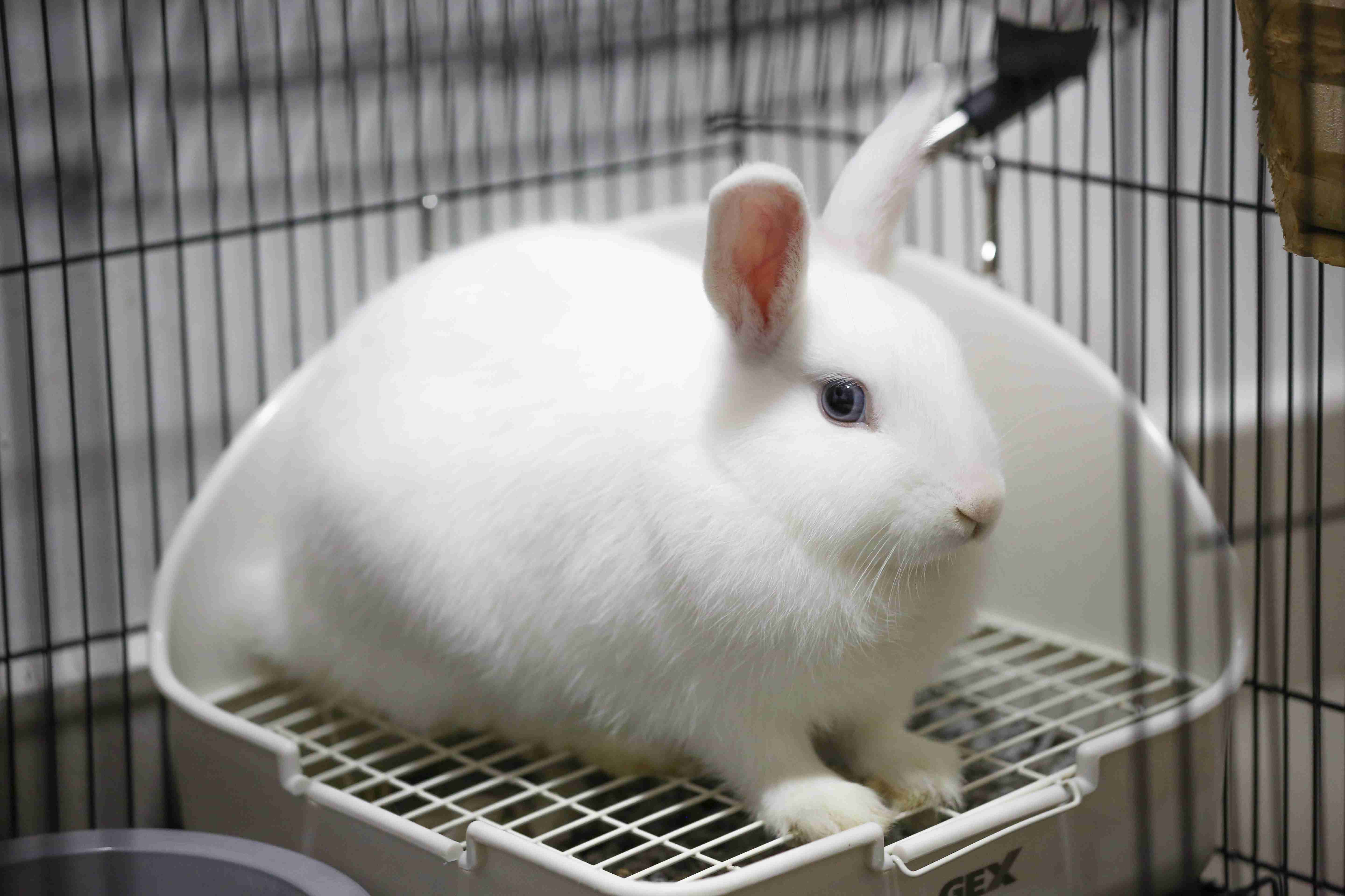 Training Your Rabbit: Discovering Whether Rabbits Can Be Trained to Come When Called